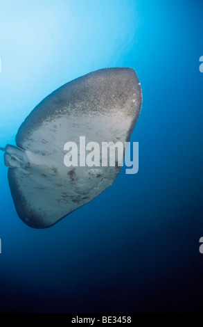 Smooth Butterfly Ray, Gymnura micrura, La Palma, Canary Islands, Atlantic Ocean, Spain Stock Photo