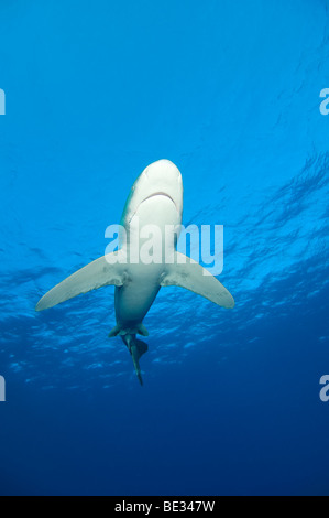 Oceanic Whitetip Shark, Carcharhinus longimanus, Elphinstone Reef, Red Sea, Egypt Stock Photo
