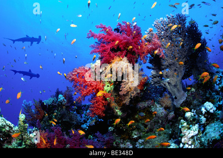 Soft Coral Reef and Hammerhead Sharks, Dendronephthya, Sphyrna lewini, Elphinstone Reef, Red Sea, Egypt Stock Photo