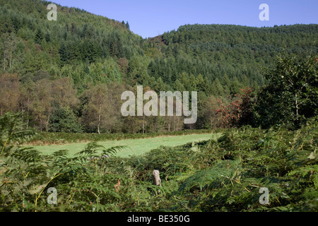 Afan forest park with a clearing and meadow near the visitor centre with mixed vegetation Stock Photo