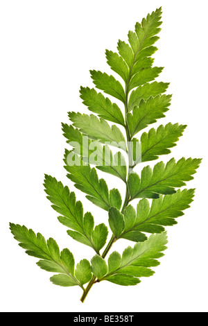 Green Fern Leaf Isolated on White Background Stock Photo