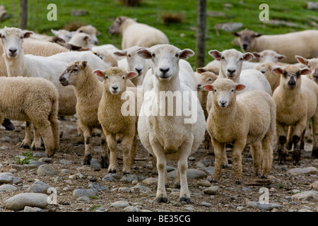 Flock of sheep, Upper Matakitaki, New Zealand Stock Photo
