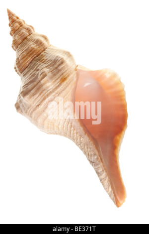 seashell isolated on pure white background Stock Photo