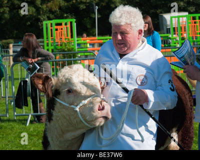 Showing cattle at the Westmorland Agricultural Show Stock Photo