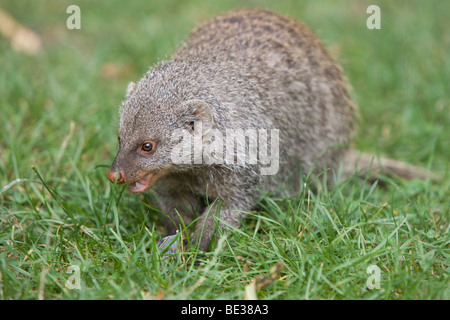 banded Mongoose - Mungos mungo Stock Photo