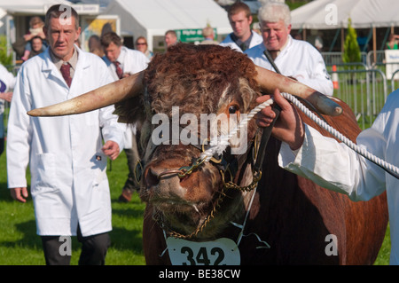 Showing cattle at the Westmorland Agricultural Show Stock Photo