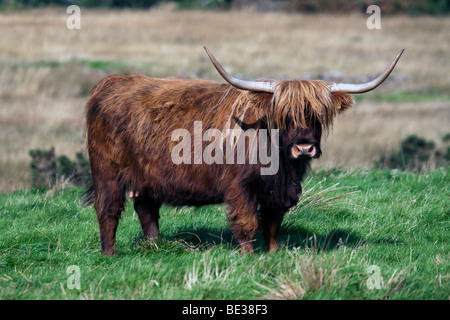 Highland cow on Isle of Mull, Scotland Stock Photo