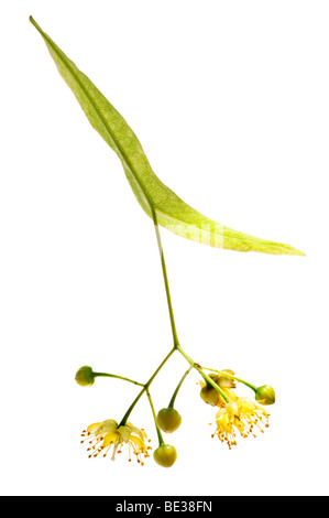 Isolated image of yellow linden flower and branch Stock Photo