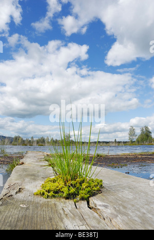 Peat Moss (Sphagnum fallax) and Common Club-rush (Schoenoplectus lacustris) growing from a crack in a board on a moorland pond, Stock Photo