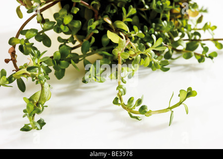 Coastal Waterhyssop, Brahmi, Thyme-leafed gratiola, Water hyssop (Bacopa monnieri) Stock Photo