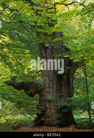 Dead Oak tree (Quercus), autumn, Sababurg primeval forest, Reinhardswald forest, Hesse, Germany, Europe Stock Photo
