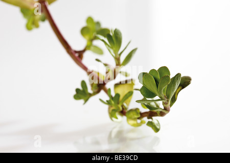 Coastal Waterhyssop, Brahmi, Thyme-leafed gratiola, Water hyssop (Bacopa monnieri) Stock Photo