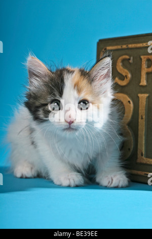 Norwegian Forest Cat, kitten sitting in front of nostalgic box Stock Photo