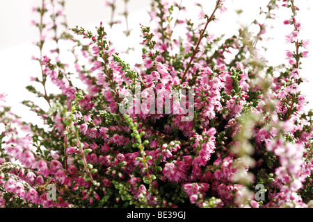 Besenheide, Calluna vulgaris, Ericaceae, blühend, Blume, Pflanze,  Heinzenberg, Kanton Graubünden, Schweiz Stock Photo - Alamy