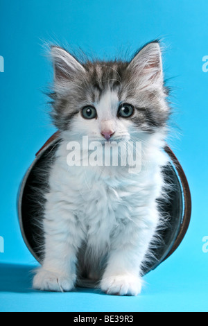 Norwegian Forest Cat, kitten in toppled bucket Stock Photo