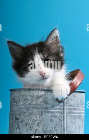 Norwegian Forest Cat, kitten in a bucket Stock Photo