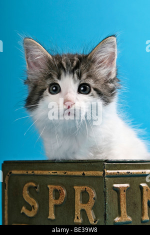 Norwegian Forest Cat, kitten in nostalgic box Stock Photo