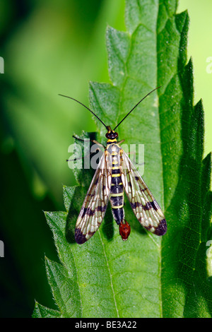 Male Common Scorpionfly (Panorpa communis) on leaf of a stinging-nettle Stock Photo