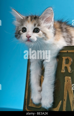 Norwegian Forest Cat, kitten in nostalgic box Stock Photo