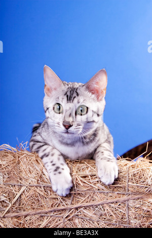 Bengal cat, silver tabby, lying on straw Stock Photo