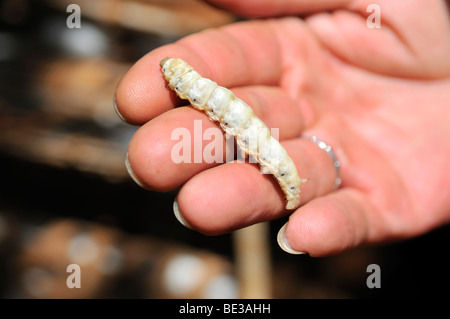 Silkworm (Bombyx mori) in the hand of the breeder, sericulture, silk farming, Dalat capital, Central Highlands, Vietnam, Asia Stock Photo