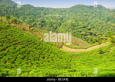 View across tea plantations and agricultural land bordering Bwindi Impenetrable National Park in southern Uganda. Stock Photo