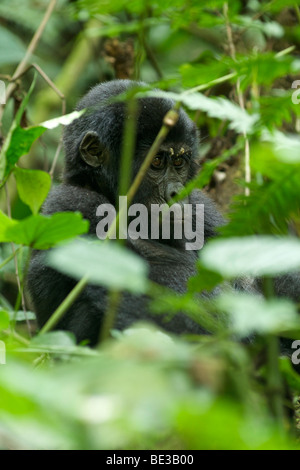 Young mountain gorilla (Gorilla beringei beringei) in Bwindi Impenetrable National Park in southern Uganda.
