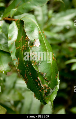 Ants stitch up forest leaves in Dong Natad, Savannakhet, Laos Stock Photo