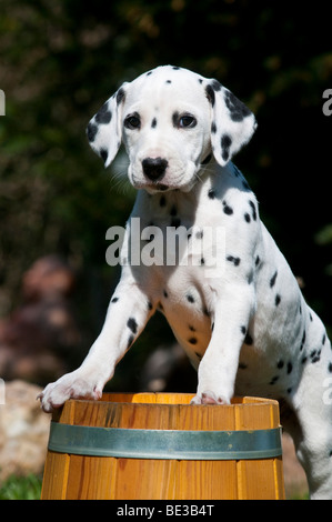 Dalmatian puppy climbing onto wooden barrel Stock Photo