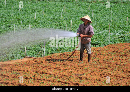 Irrigation, farmer working in the field, Dalat, Central Highlands, Vietnam, Asia Stock Photo