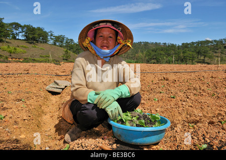 Women working in the field, Dalat, Central Highlands, Vietnam, Asia Stock Photo
