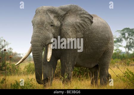 Elephant (Loxodonta Africana) at Ishasha in Queen Elizabeth National Park in Uganda. Stock Photo