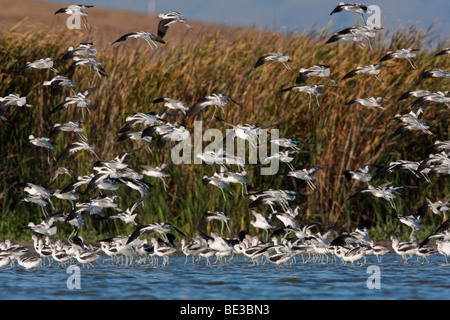 A lot of American Avocets (Recurvirostra americana) in the Palo Alto Baylands Preserve, California, USA Stock Photo