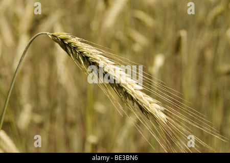 Rye Ear (Secale cereale), autumn-sown rye Stock Photo
