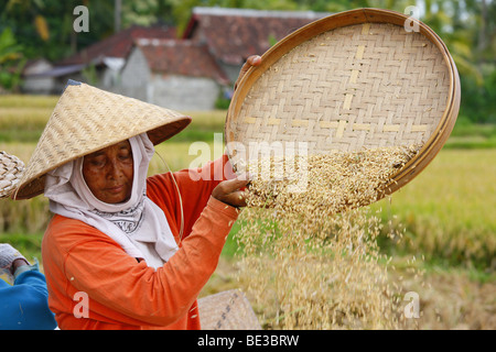 Woman winnowing rice, harvest in the paddy fields near Tegal Lalang, Bali, Republic of Indonesia, Southeast Asia Stock Photo