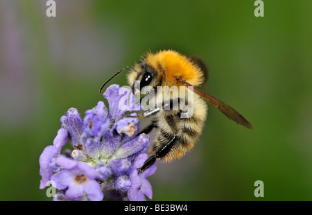 Honey Bee (Apis), feeding, True Lavender (Lavandula angustifolia) Stock Photo