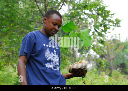 Man planting a tree, reforestation of the rainforest on the Irente farm, in the Usambara Mountains, Tanzania, Africa Stock Photo