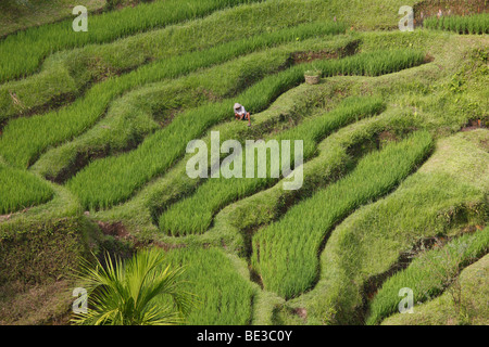 Paddy fields near Tegal Lalang, Bali, Republic of Indonesia, Southeast Asia Stock Photo