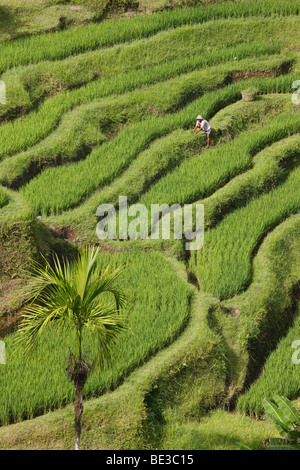 Paddy fields near Tegal Lalang, Bali, Republic of Indonesia, Southeast Asia Stock Photo