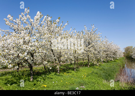 Blossoming trees in the spring at the time of fruit blossom, cherry blossom, Altes Land, Lower Elbe, Lower Saxony, North German Stock Photo