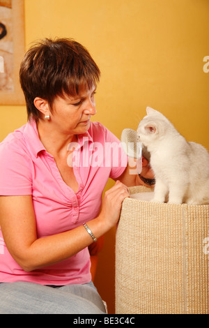 British shop shorthair brush