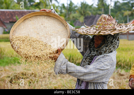 Woman winnowing rice, harvest in the paddy fields near Tegal Lalang, Bali, Republic of Indonesia, Southeast Asia Stock Photo