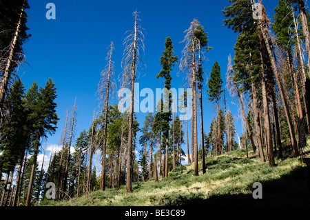 Giant Sequoias Mariposa Grove Yosemite National Park California | YOSEMITE NATIONAL PARK, California — Standing dead conifers, silvered by past wildfire, rise beside living pines and firs on a sloped hillside in the Sierra Nevada. Fire is a natural and recurring process in these mid-elevation forests, thinning dense stands and recycling nutrients into the soil. The mix of scorched snags and green canopy reflects an ecosystem shaped by periodic burns over centuries. Stock Photo