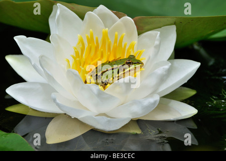 Water Frog (Rana esculenta, Pelophylax kl. Esculentus) on blossoming Water Lily (Nymphaea)