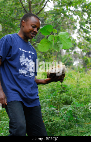 Man planting a tree, reforestation of the rainforest on the Irente farm, in the Usambara Mountains, Tanzania, Africa Stock Photo