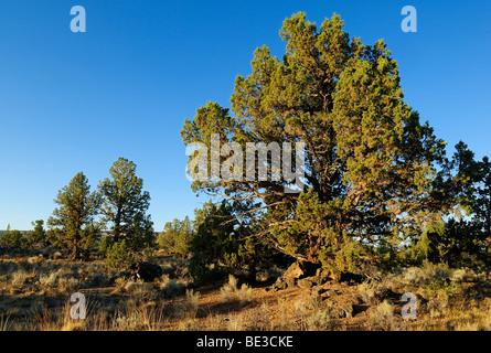 1000 Year Old Juniper Tree, Western Juniper (Juniperus Occidentalis Var ...