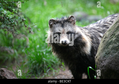Raccoon dog (Nyctereutes procyonoides) Stock Photo