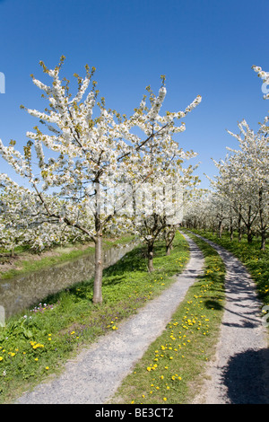Blossoming trees in the spring at the time of fruit blossom, cherry blossom, Altes Land, Lower Elbe, Lower Saxony, North German Stock Photo