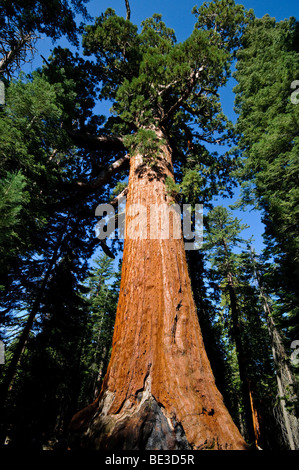 The Grizzly Giant, one of the largest and oldest Sequoia trees in Mariposa Grove, Yosemite National Park. Stock Photo