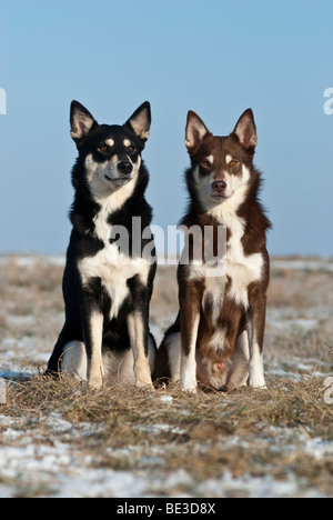 Two Lapponian Herders, Lapinporokoira, Lapp Reindeer dogs, sitting on a meadow, winter Stock Photo